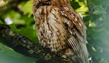 Chouette hulotte, renard, héron cendré… La faune urbaine du 20e arrondissement de Paris dans l’objectif de Thibault Noirot – Mon Petit 20e