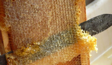 La Fête du miel et des abeilles revient à Lyon