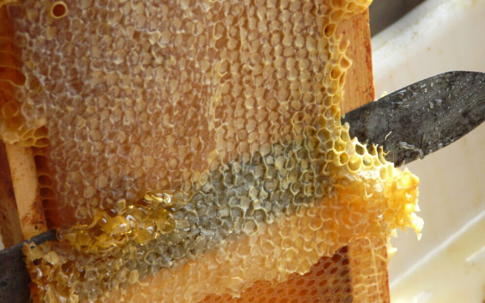 La Fête du miel et des abeilles revient à Lyon