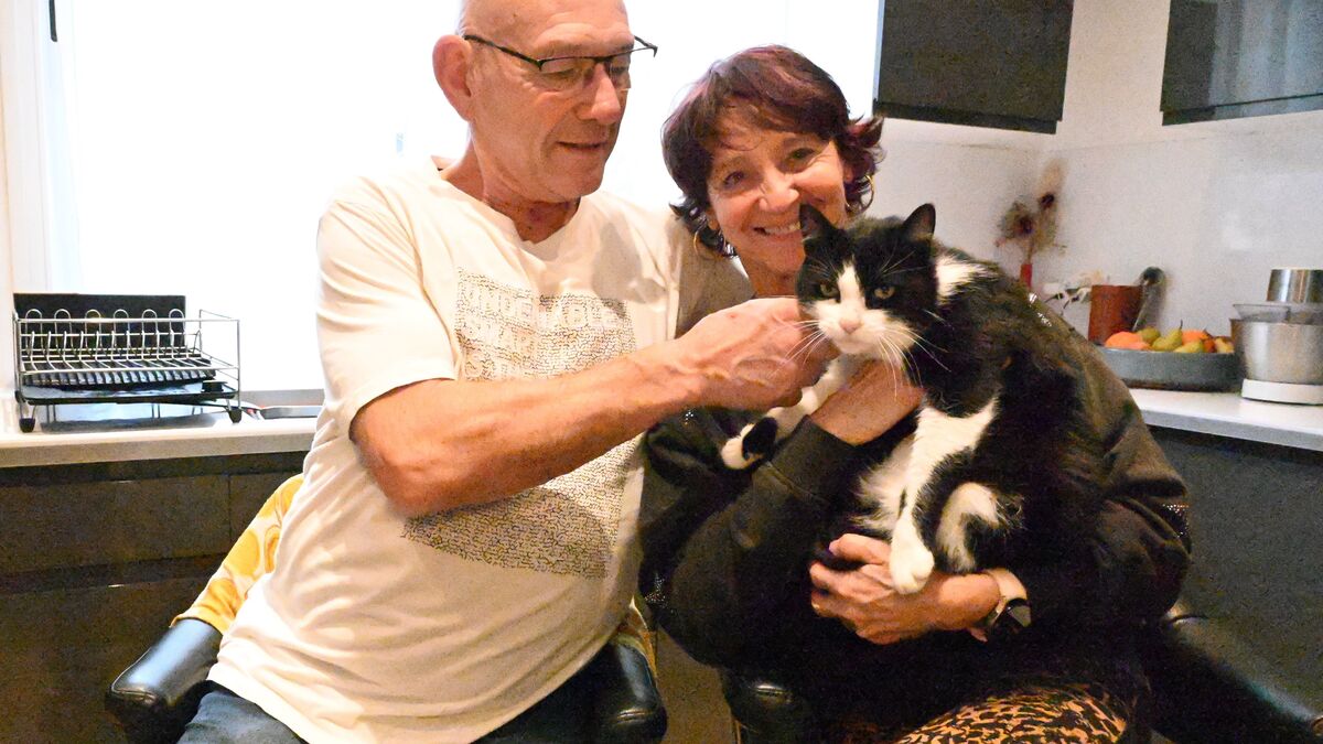 « Qui a croisé Filou ? » : l’incroyable histoire du chat qui a traversé les frontières pour retrouver ses maîtres
