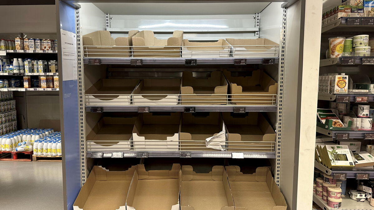 Rayons d’œufs vides en supermarchés : manque-t-on vraiment de poules en France ?