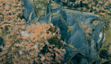 oeufs raies blanches du pacifique volcan