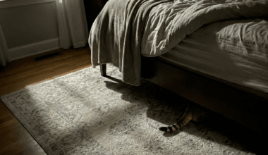 L'un des prédateurs invasifs les plus prospères au monde dort tranquillement au pied de votre lit