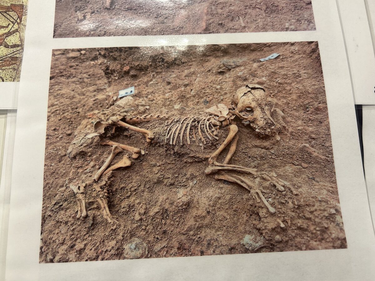 Squelette de chien amphithéâtre des Trois Gaules