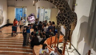 Pourquoi Sophie la girafe de Grenoble a migré au musée de Troyes