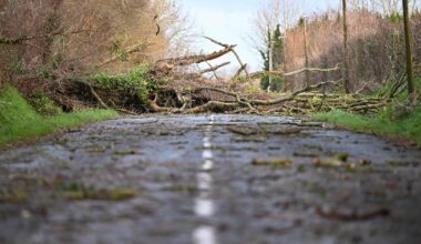 Tempête Goretti : un mort au Royaume-Uni dans la chute d'un arbre