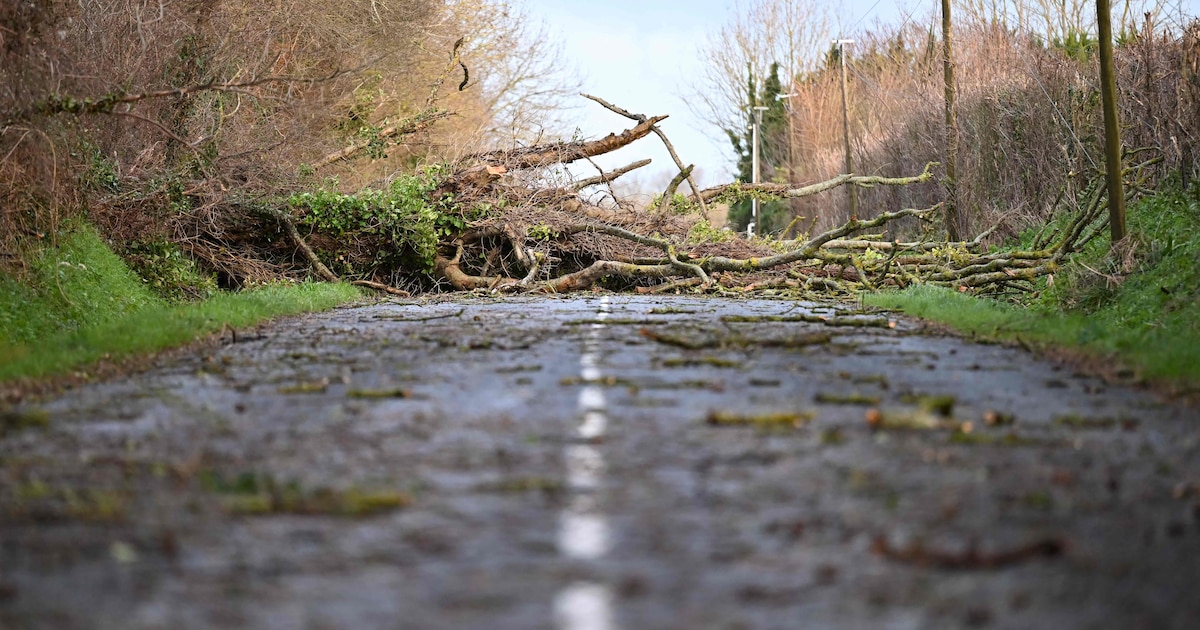 Tempête Goretti : un mort au Royaume-Uni dans la chute d'un arbre