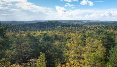 à seulement 25 km de Paris, la plus grande forêt d’Île-de-France pousse en silence… plus de 1 000 arbres y sont plantés chaque jour