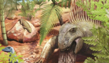 290 millions d’années : le plus ancien vomi fossile terrestre découvert en Allemagne