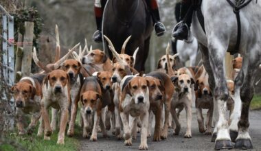 la nouvelle chasse à courre qui fascine le Royaume-Uni