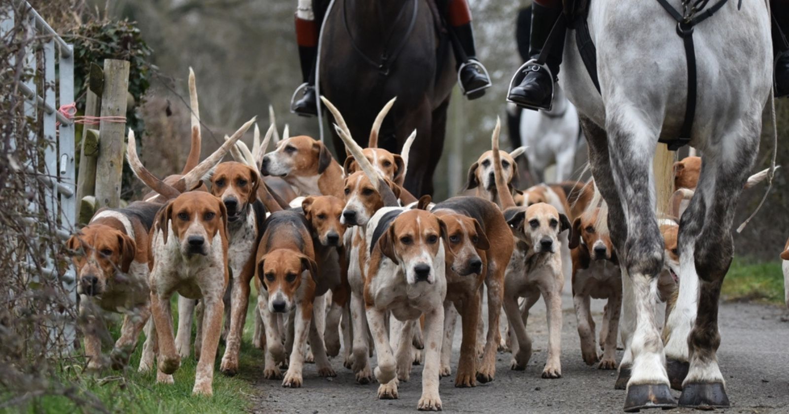 la nouvelle chasse à courre qui fascine le Royaume-Uni