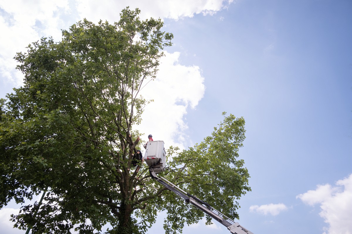 Vents violents : fermeture des parcs jeudi 8 et vendredi 9 janvier - Ville de Saint-Étienne-du-Rouvray