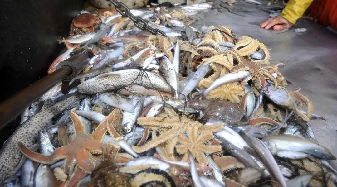 Le chalutage dit « 4 panneaux » est suspendu dans les eaux du Finistère