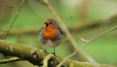 En Ille-et-Vilaine, les habitants invités à compter les oiseaux de jardins avec Bretagne Vivante