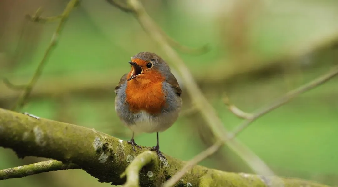 En Ille-et-Vilaine, les habitants invités à compter les oiseaux de jardins avec Bretagne Vivante