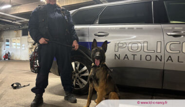 Vidéo. De la SPA à la police, Galbi devenu chien de recherche à Nancy
