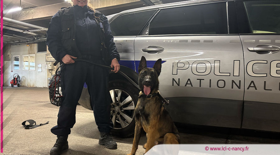 Vidéo. De la SPA à la police, Galbi devenu chien de recherche à Nancy