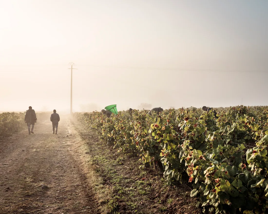 Saison des vendanges - Le Voyage dans le Vignoble nantais