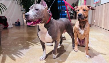 « Soigner les animaux pour aider leurs maîtres » : à Paris, des vétérinaires au chevet des personnes à la rue