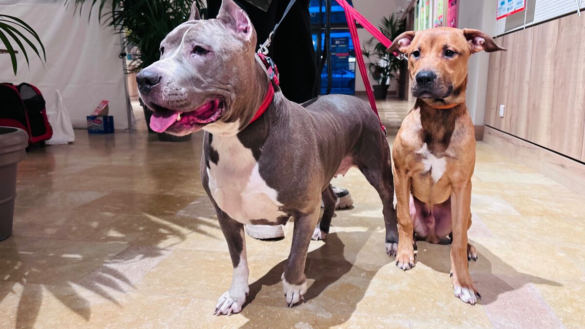 « Soigner les animaux pour aider leurs maîtres » : à Paris, des vétérinaires au chevet des personnes à la rue