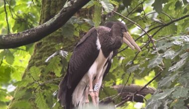 Biodiversité : un nid de cigognes noires en Seine-et-Marne, une première en Île-de-France
