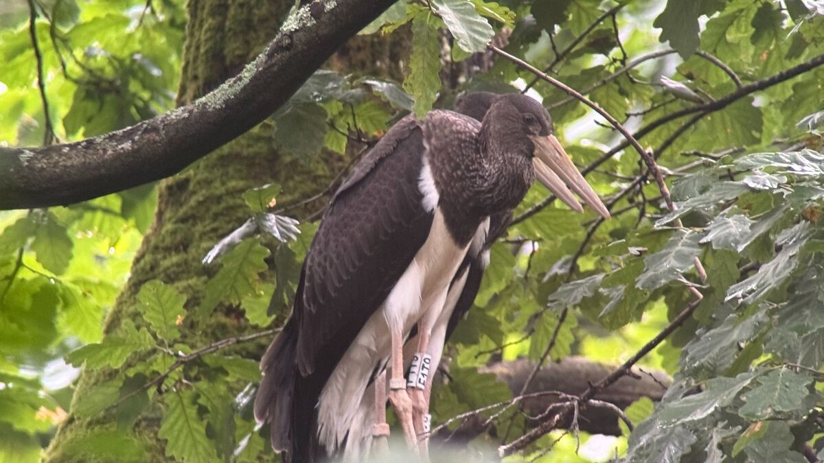 Biodiversité : un nid de cigognes noires en Seine-et-Marne, une première en Île-de-France