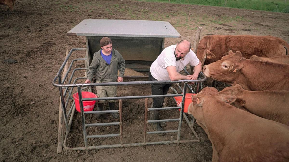 Jérôme et son petit voisin, Evan, 12 ans, en train de s’occuper des vaches.