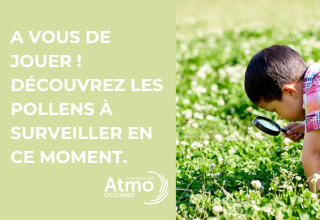 A vous de jouer ! Découvrez les pollens à surveiller en ce moment