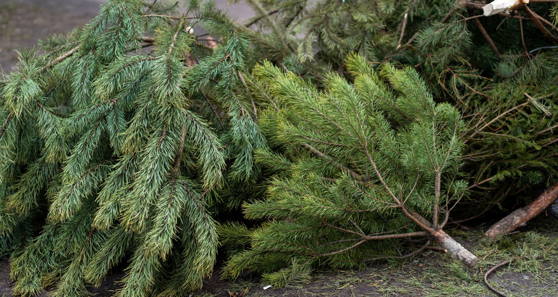 Après les fêtes de fin d'année, que faire de son sapin à Lille ? - 03/01/2026