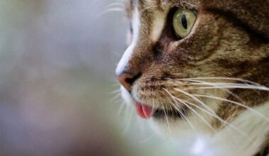 Des opérations de capture de chats prévues dès ce lundi dans cette école maternelle à Nancy : voici pourquoi