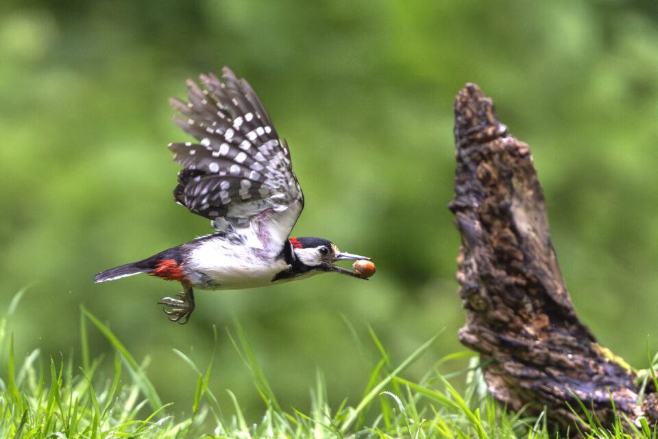 photo-isabelle-michel