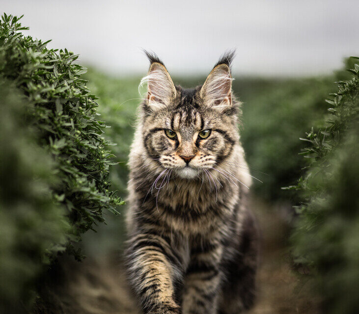 Exemple de photo prise par Zoé Benard