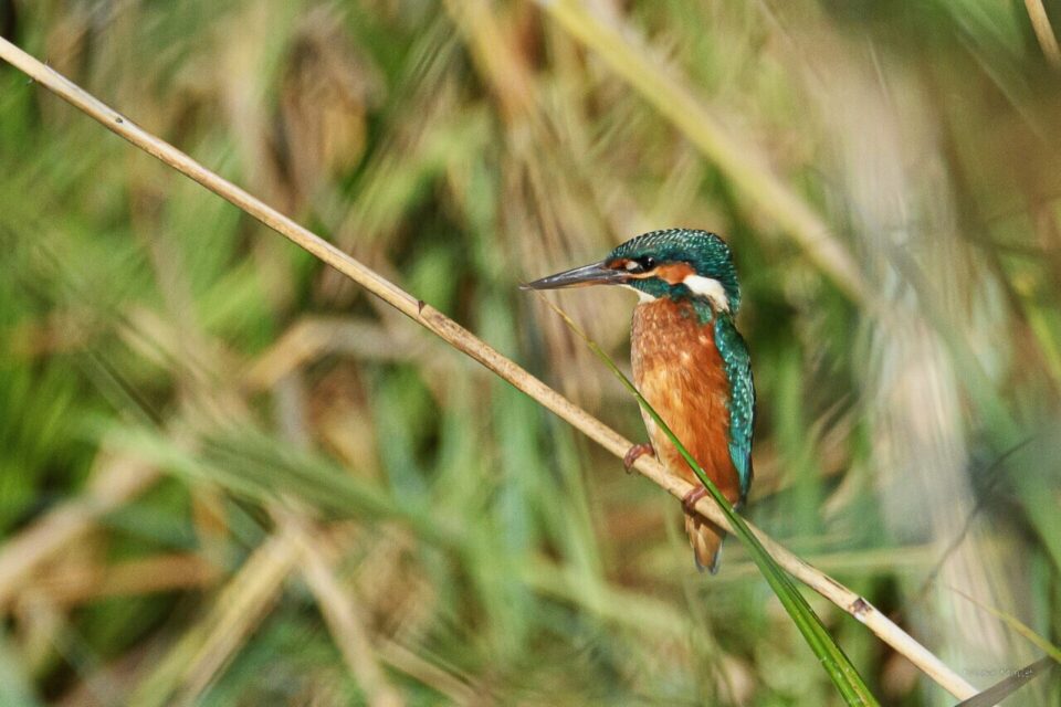 Nicole Mallet-Lemesnager