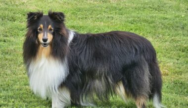 une femme condamnée à Paris pour avoir noyé son chien dans une bassine