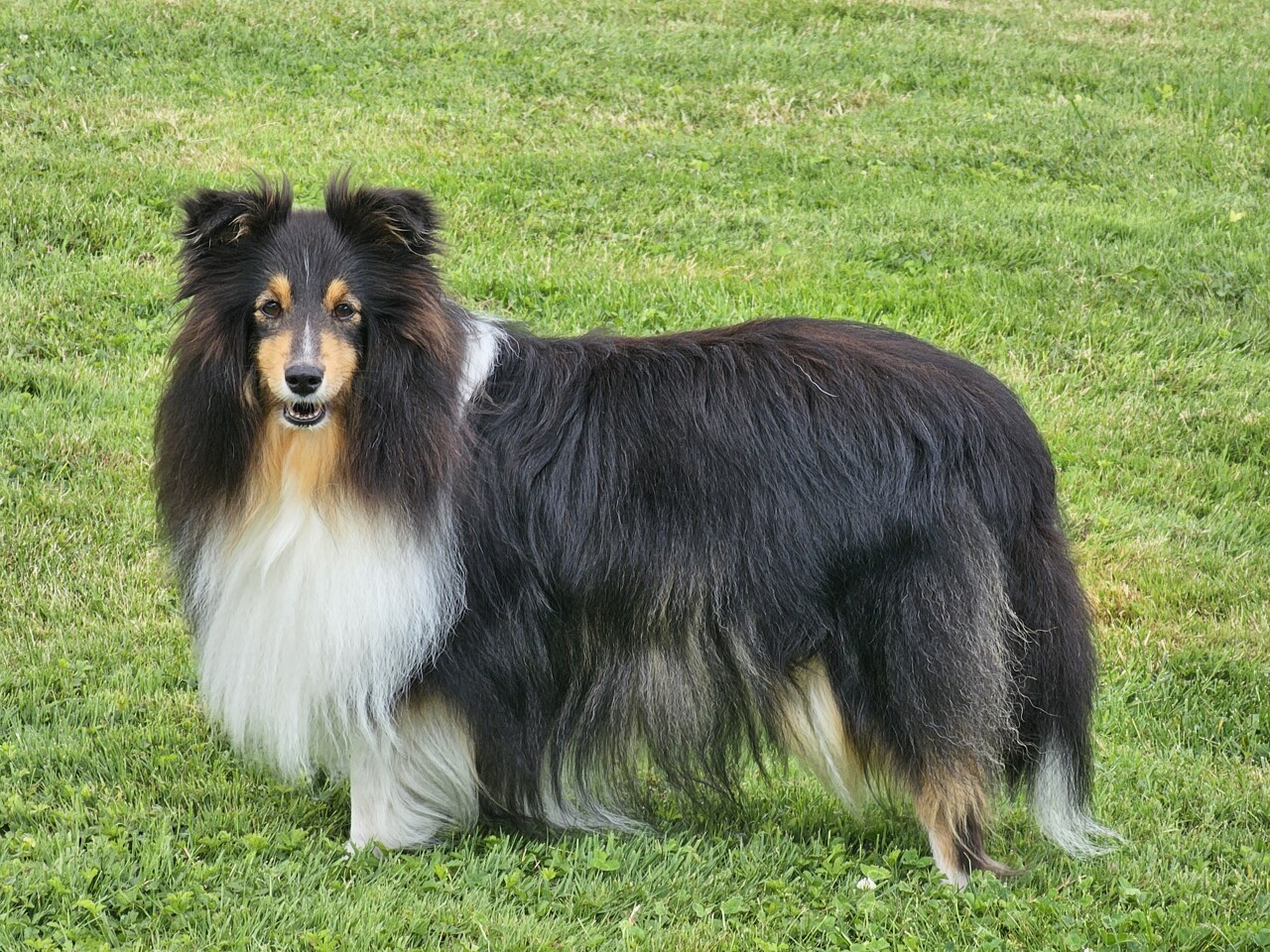 une femme condamnée à Paris pour avoir noyé son chien dans une bassine