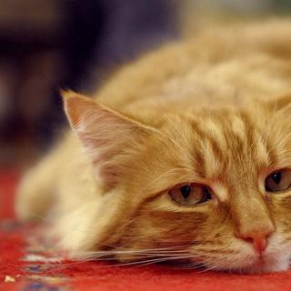 L’ennui apathique, un nouveau venu dans le vocabulaire médical, se caractérise par un manque de réaction. © Dwight Sipler, Flickr, cc by sa 2.0