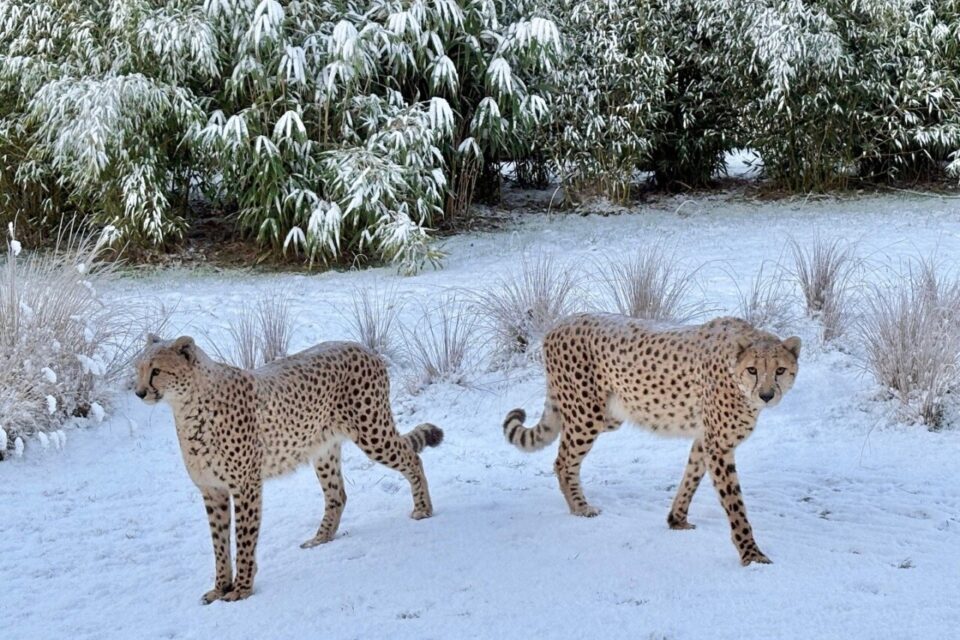 La neige a eu raison de l’ouverture du Zoo de La Flèche (Sarthe) ce mardi 6 janvier 2026. Le parc restera fermé toute la journée.