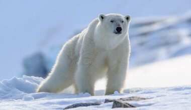 En Russie, un ours polaire charge et blesse trois personnes, dont un enfant de 11 ans