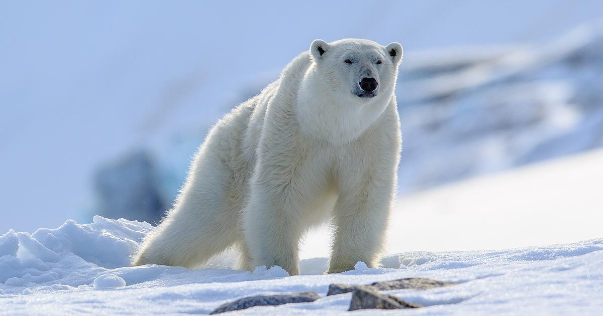 En Russie, un ours polaire charge et blesse trois personnes, dont un enfant de 11 ans