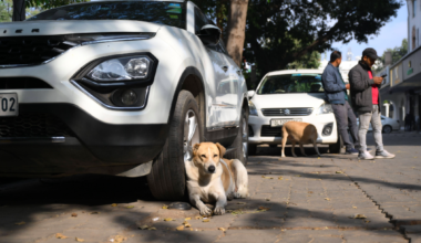 Dans cette ville, il est obligatoire d'avoir une voiture blanche