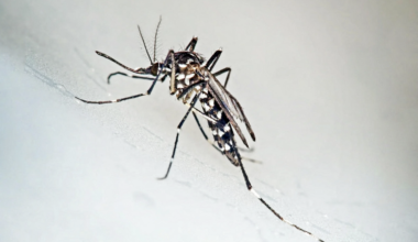 À deux pas de Montpellier, cette action contre le moustique-tigre pourrait vous concerner