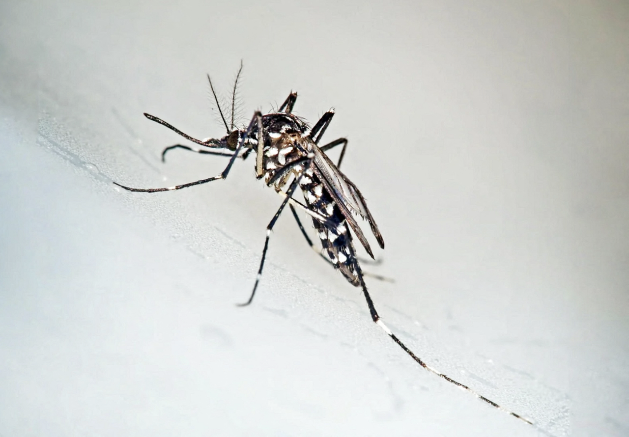 À deux pas de Montpellier, cette action contre le moustique-tigre pourrait vous concerner