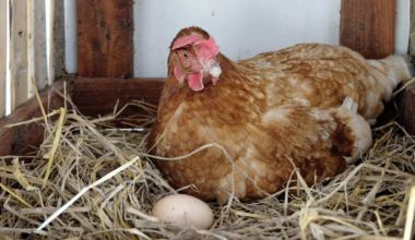Près de Montpellier, votre participation peut faire la différence pour ces poules menacées