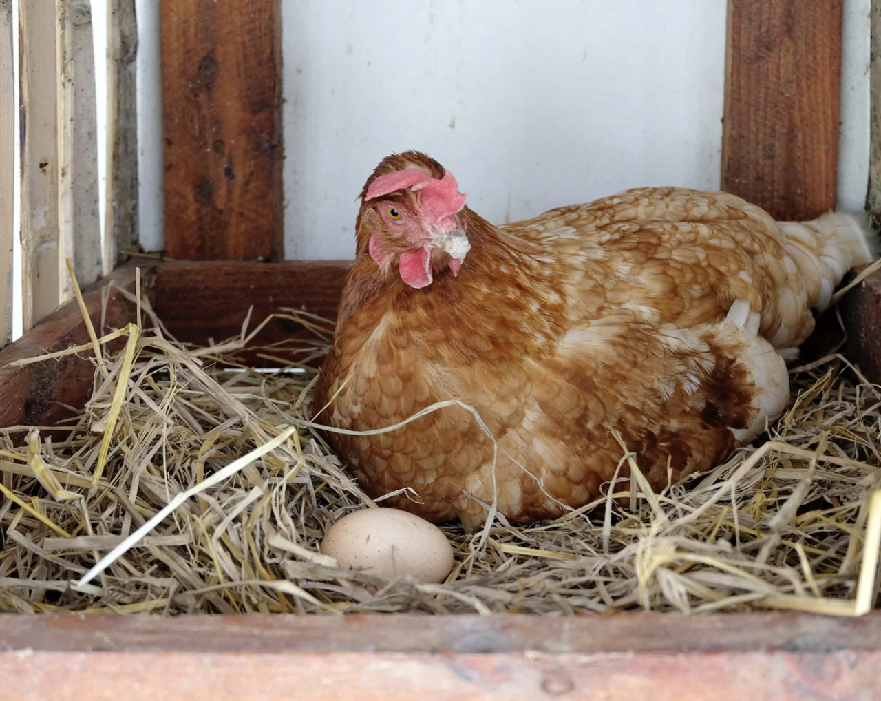 Près de Montpellier, votre participation peut faire la différence pour ces poules menacées