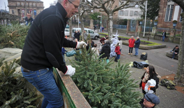 Cette année, l'association Stra.ce ne récupérera pas les sapins sur la place Brolgie, comme à l'accoutumée. 