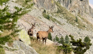 Près de Nice. Des chasseurs condamnés pour avoir abattu un animal en danger