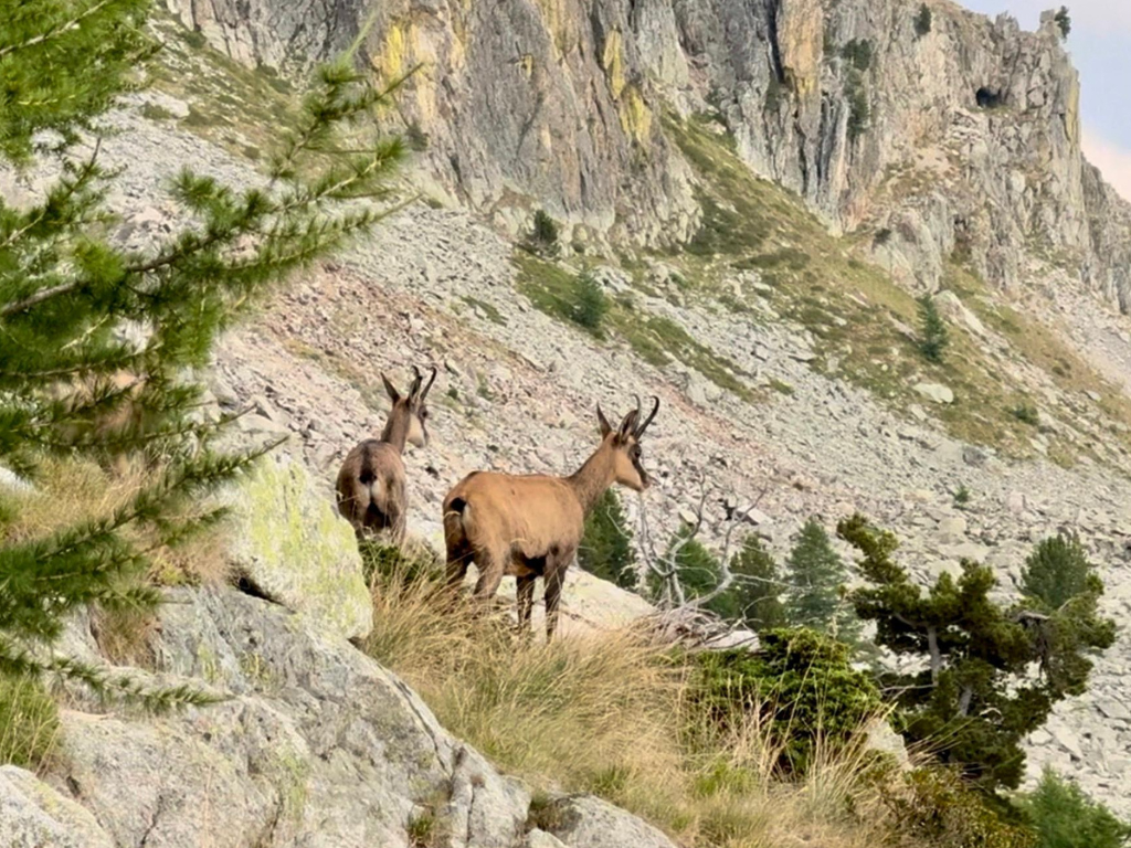 Près de Nice. Des chasseurs condamnés pour avoir abattu un animal en danger