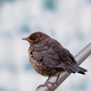 L'alimentation du chat nourrit-elle son instinct de prédateur ? © zmijak, Adobe Stock