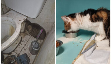 Lorraine. Vivant dans un logement insalubre, ces huit chats ont été sauvés et cherchent une nouvelle famille