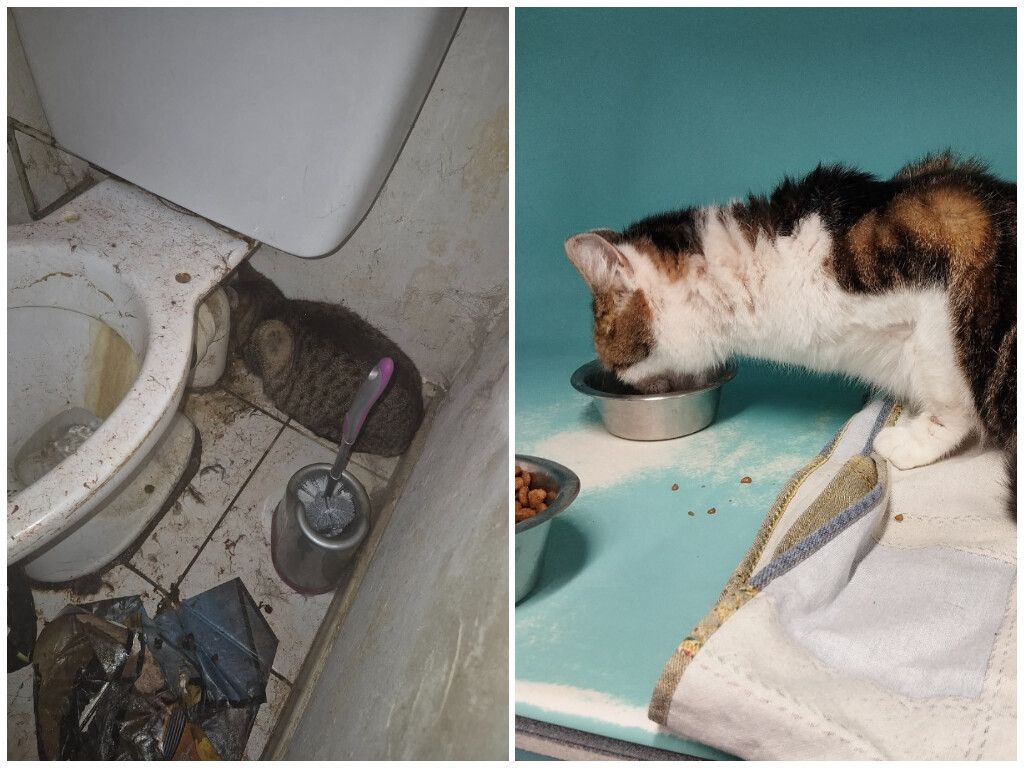 Lorraine. Vivant dans un logement insalubre, ces huit chats ont été sauvés et cherchent une nouvelle famille